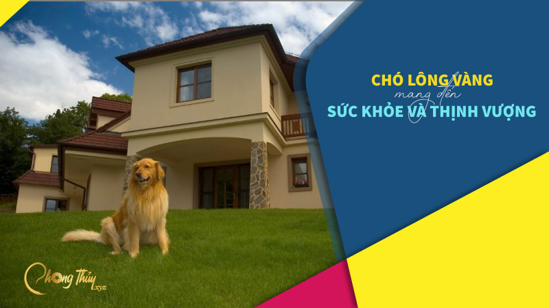 chó lông vàng mang đến sức khỏe và thịnh vượng