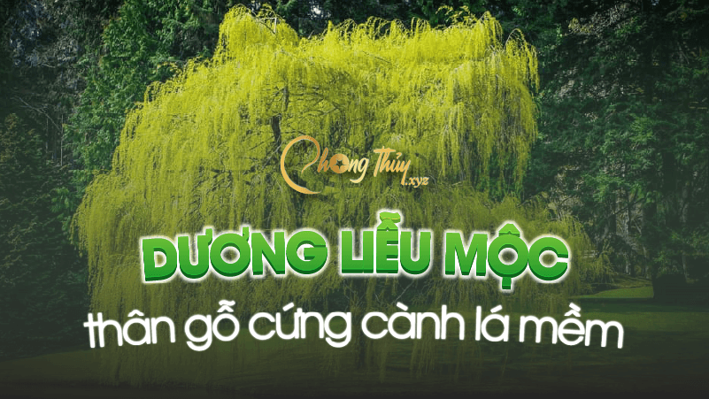 Dương Liễu Mộc thân gỗ cứng, cành lá mềm